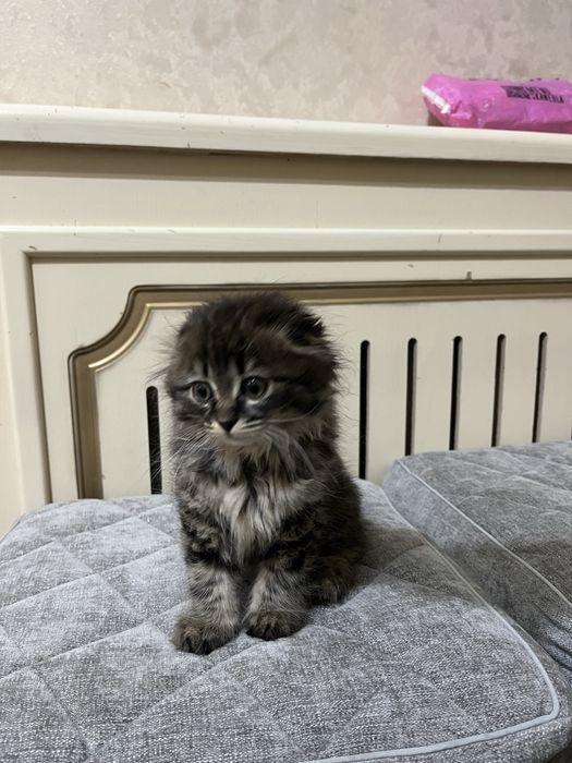 Шотландская Вислоуха