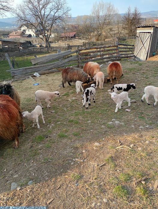 Vînd 14 oi din care 11 sunt cu miei și 3 trebuie să fete