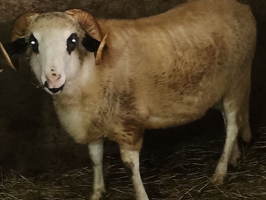 De vânzare 2 bebeci țurcani