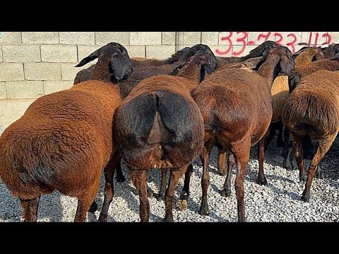 Гиссарски  Қошқарлар