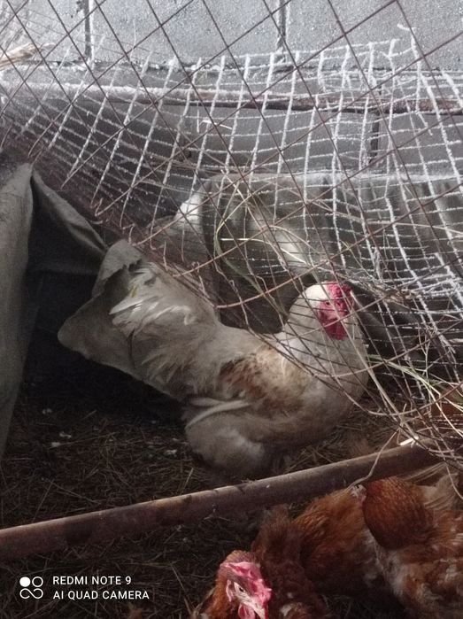 Брама петух продается или обмен