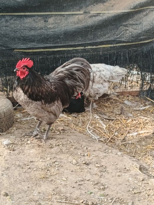 Australorp pereche sau familie