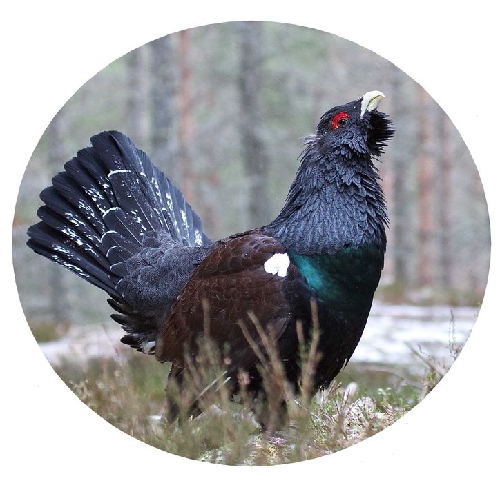 Калъф За Резервна Гума На Джип Патица Орел Бекас Фазан