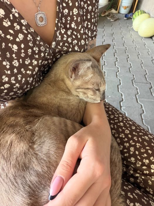 Потерялся кот породы ориентал