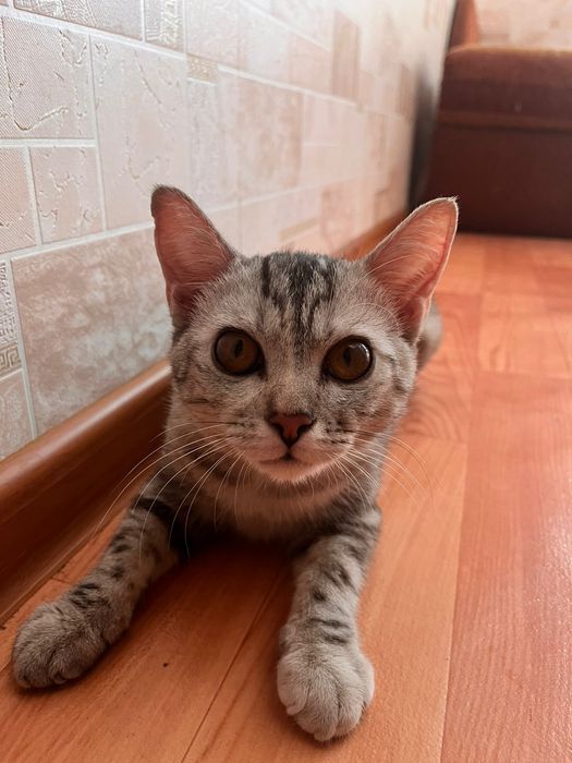 Котёнок по имени Мая