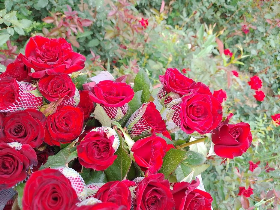 Optom atirgul kochatlari