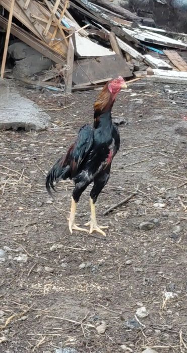 Дакан апрельский