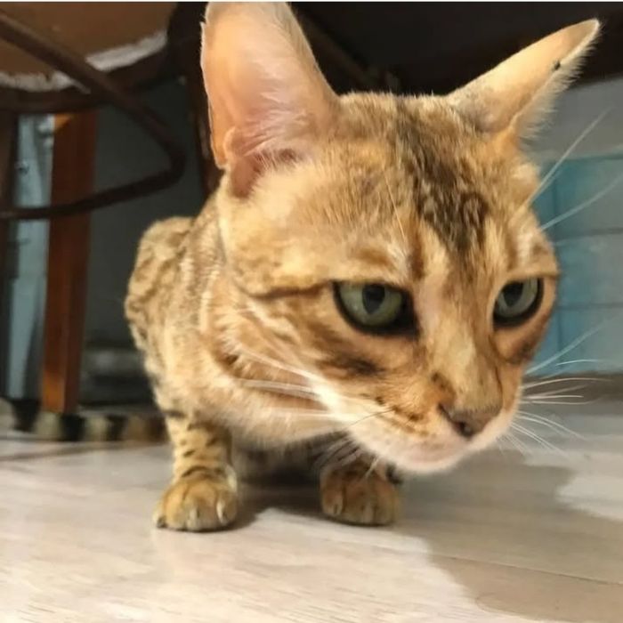 Бенгальская кошка