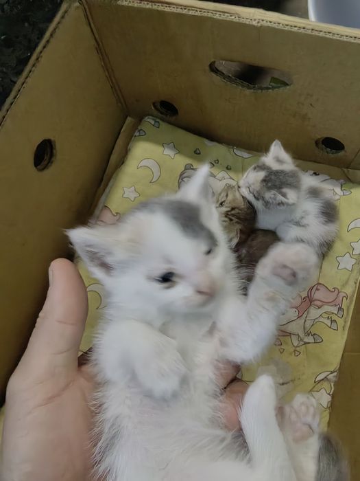 Котята , Мысықтар