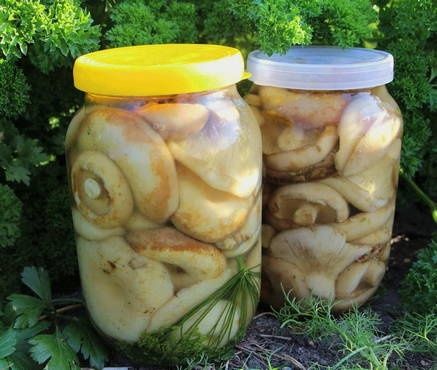 Продам грибы солёные