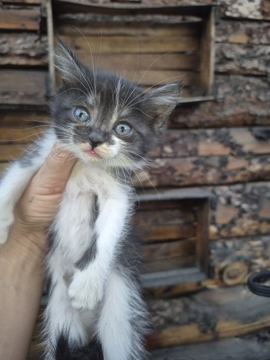 Отдам котят бесплатно
