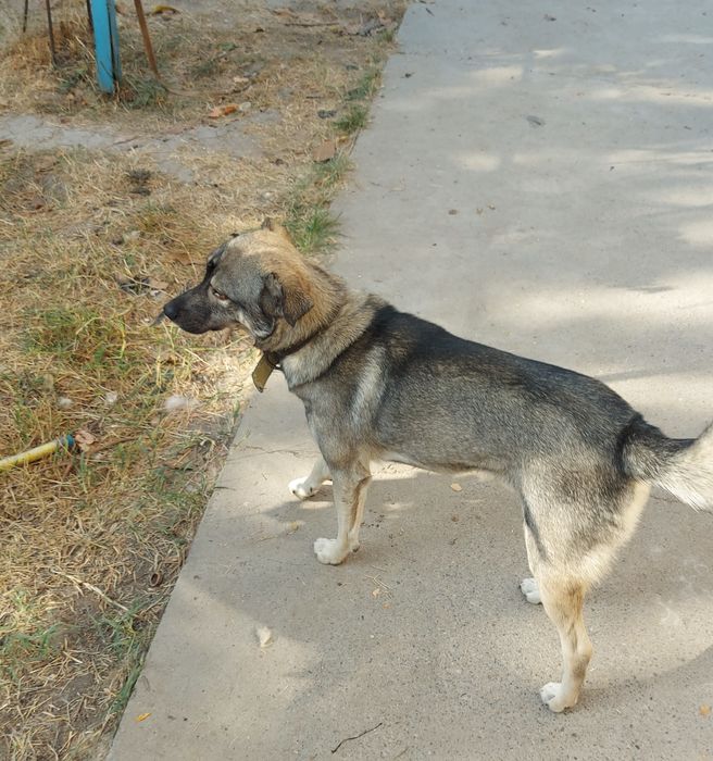 Пристраиваются молодые кобели в добрые и заботливые руки!