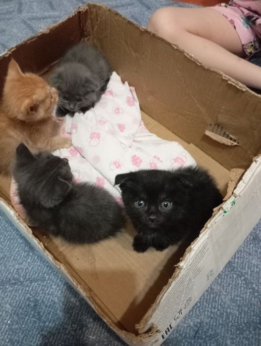Отдам котят даром