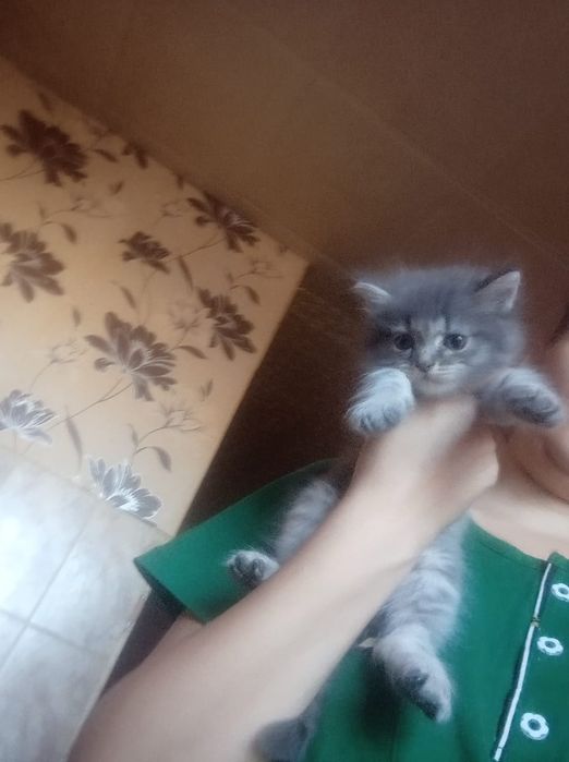 Шотланские Мальчик и девочка 1,2 месяца.