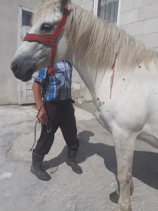 Iapă de vânzare gestanta