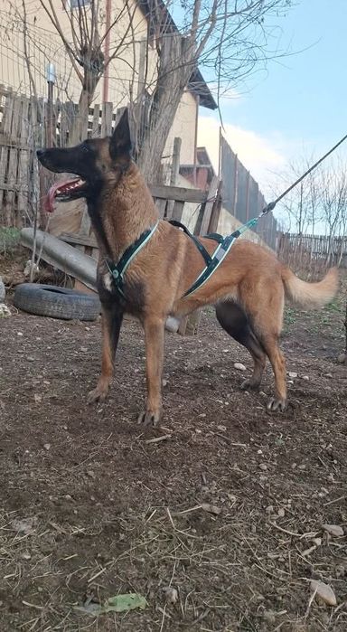 Femela Ciobanesc belgian malinois