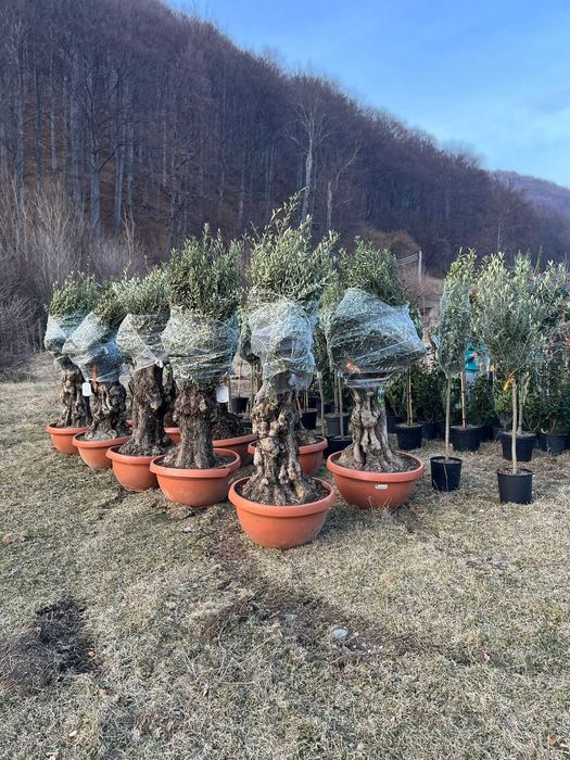 Plante pentru Amenajare Curte Moderna