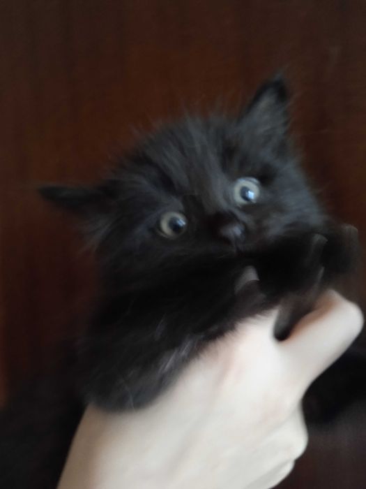 Чёрный пушистый котёнок турецкой ангоры, девочка 2 месяца.