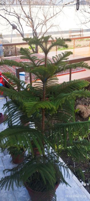 Ёлка Араукария свежий