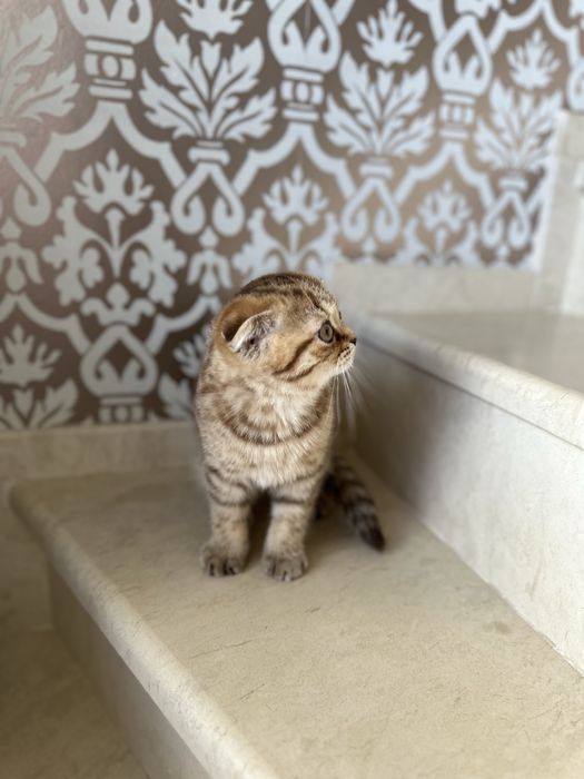 Британски котета