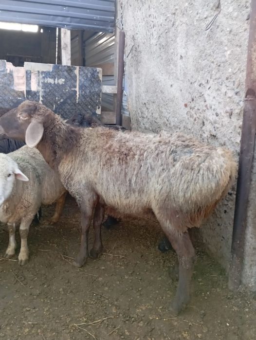 Сатам.          .