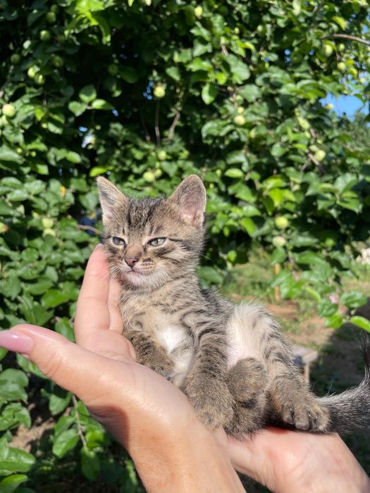 Отдам котят в очень добрые руки