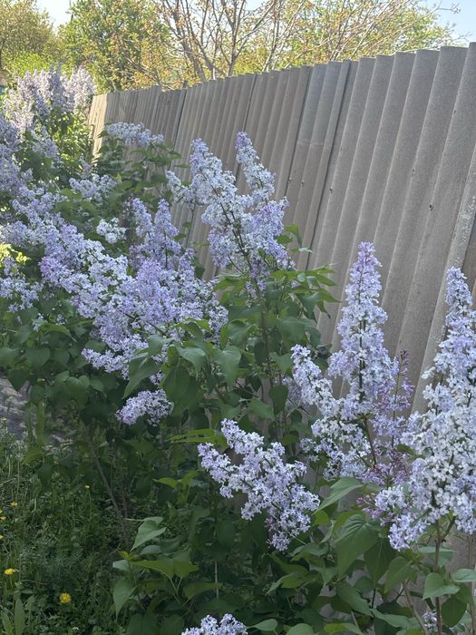 Апрельская сирень