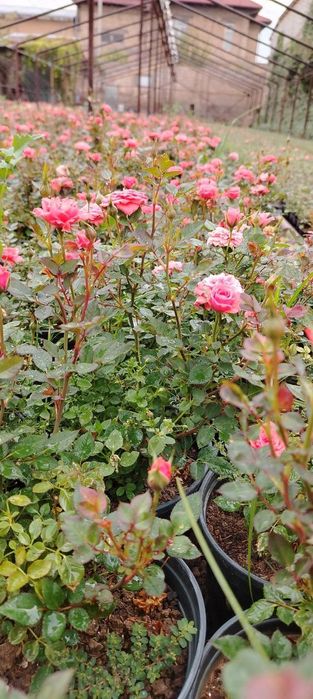 Xar hil turdagi Atirgullar Pulyush gullari