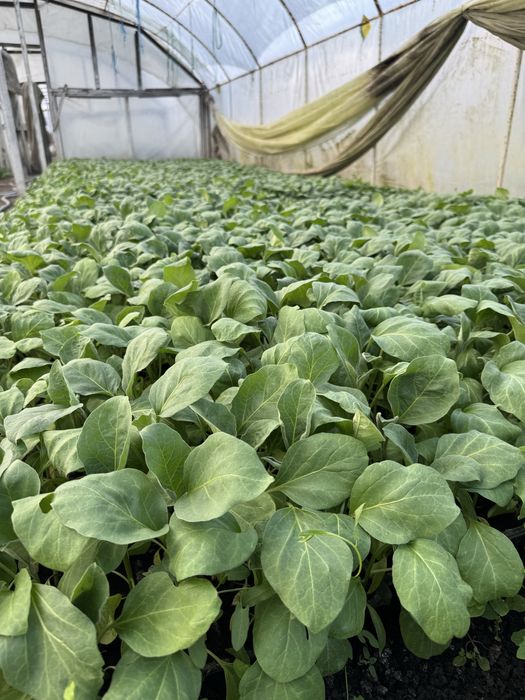 Rasaduri de ardei(kapia, galben) gogosari rosii(de mai multe feluri) vinete telina varza(toamna, vara) si altele