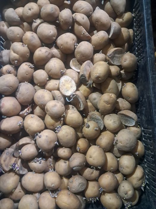 Cartofi de sămânță