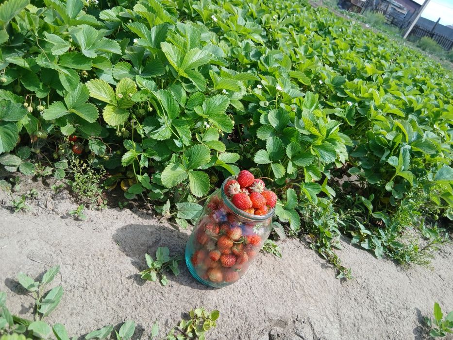 Домашная клубника