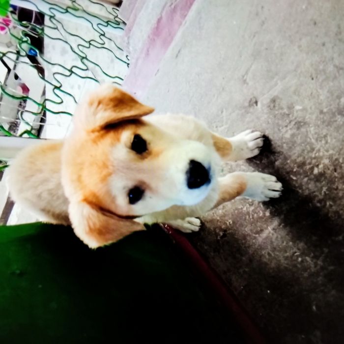 Щенок 4мес,смесь породы