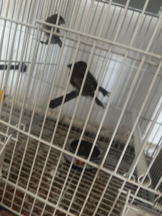 Canari si orzari caut căsuță nouo