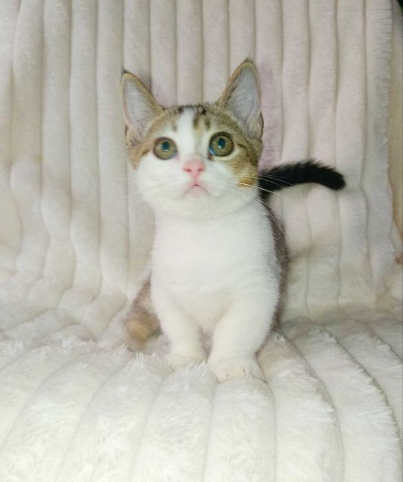 Продается котенок манчкин мальчик