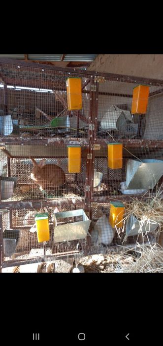 Uch xonali quyon katak