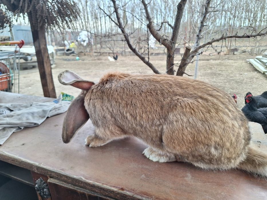 Iepure mascul 5,7 kg