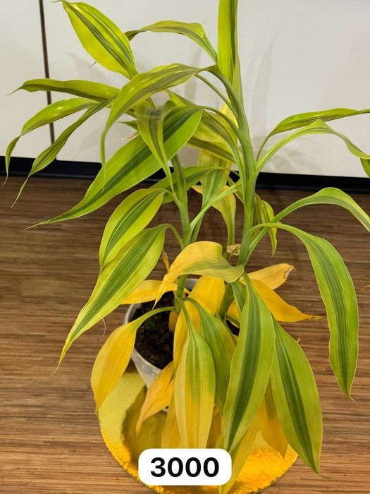 Продам разные комнатные цветы