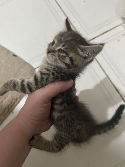 Котенок окрас таби