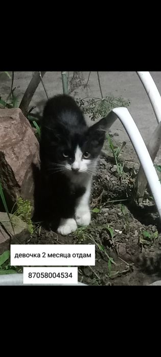 Отдам милых котят