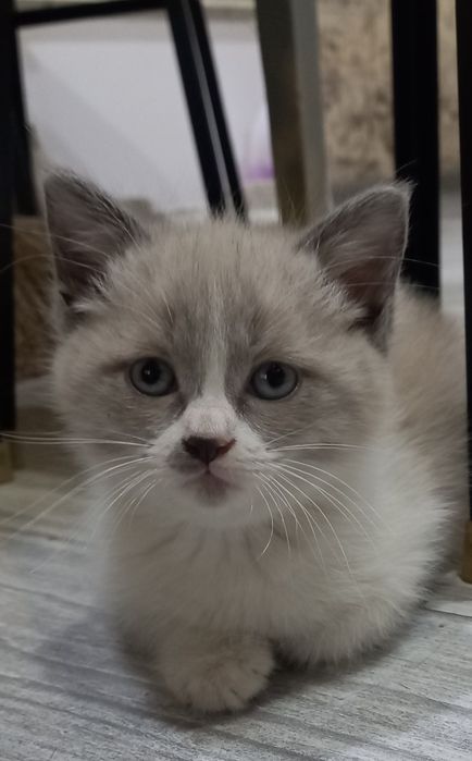 Милые и игривые котята