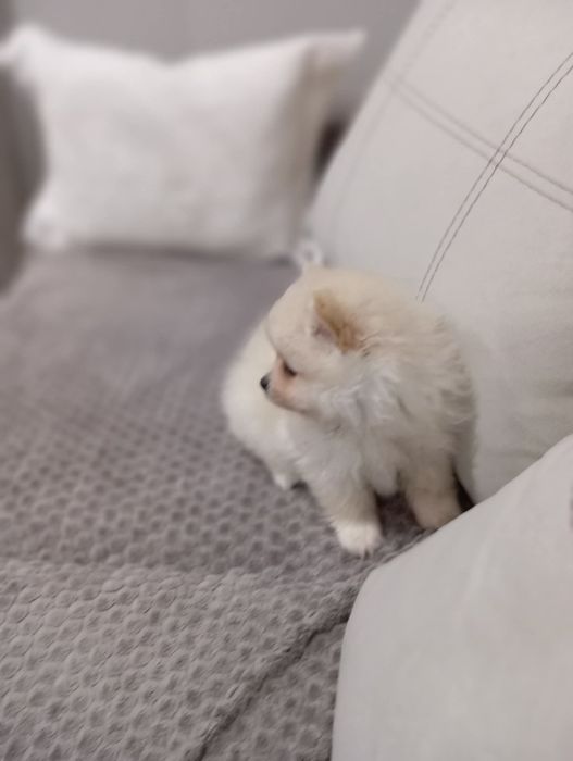 Померан женски / момиче