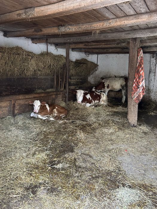 Vand vitei de toate rasele si marimile