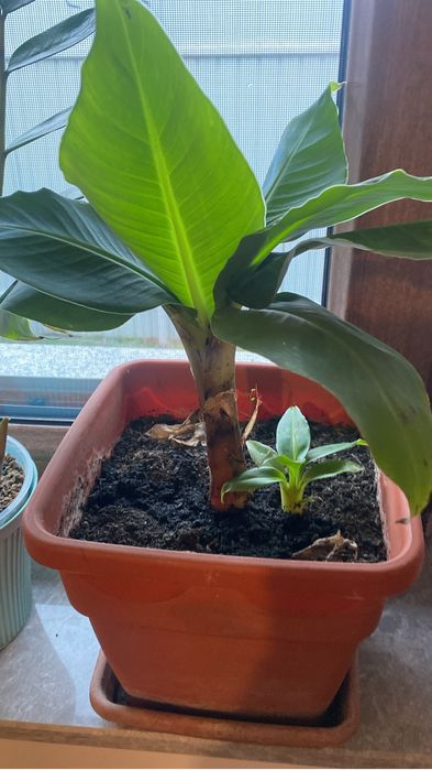 Banan  pui mici de vanzare