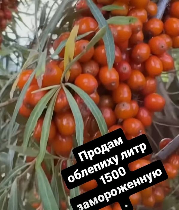 Продам яголу свежемороженную вишня скрещенная с черешней очень вкусная