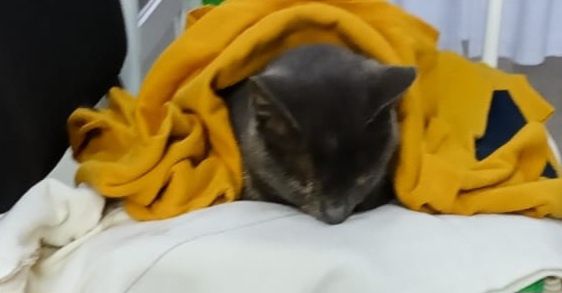 Кошка стерилизованая