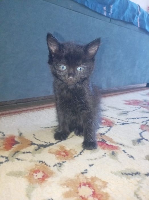 Отдам домашних котят в хорошие руки