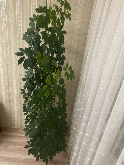 Цветок домашний Шефлера