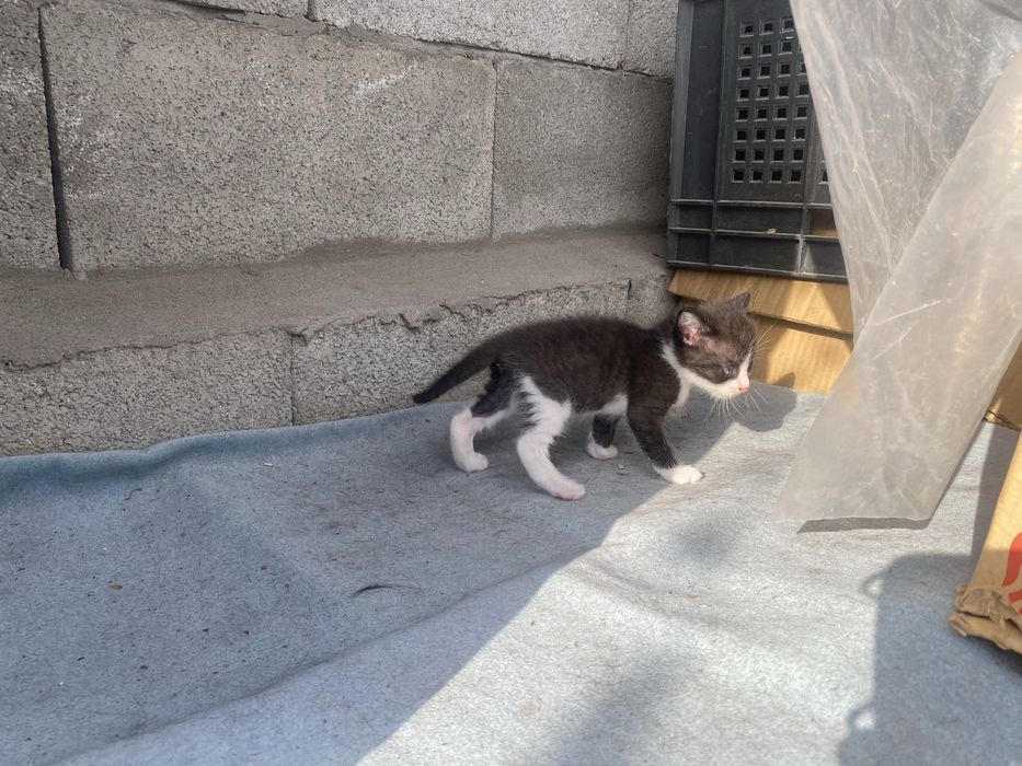 Мысықтар котята
