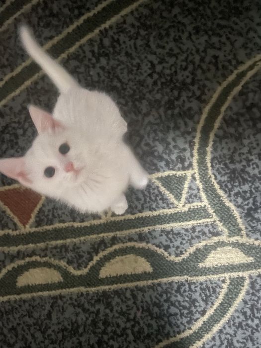 Котенок девочка 3 месяца