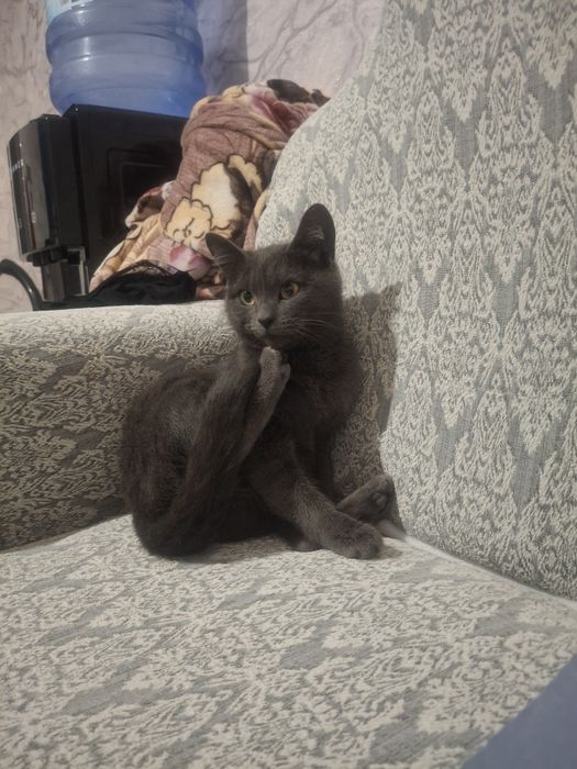 Отдам даром кошка